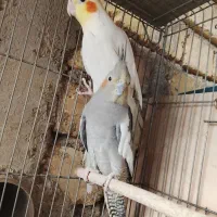 عروس هلندی