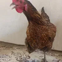 مرغ تخمگذار گلپایگانی