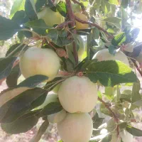 سیب گلاب شکری