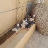 کفتر خوب