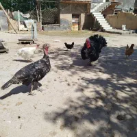 بوقلمون فروشی یک عددنر دوعدد ماده