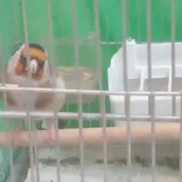 سهره جوجه پارسال گل پهن