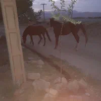 فروش خربزه وازات و گاوی