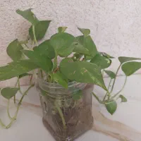 گل پتوس. اولویت برای پردیسانی ها
