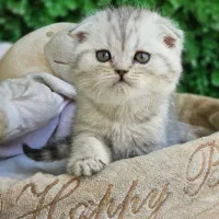 بریتیش بلک گلد