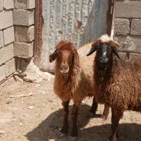 گوسفند|حیوانات مزرعه|شادگان, |دیوار