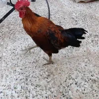 خروس عربی