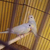 جوجه مرغ عشق