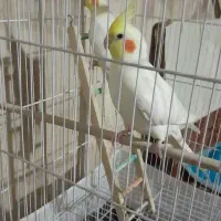 یک جفت عروس هلندی