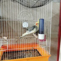 عروس نروماده همراه قفس