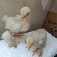 جوجه برهما ۱۵روزه