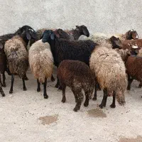 فروش ۹ راس میش بره شیشک مالا درج یک باب خانه دار