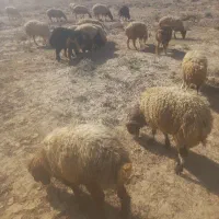 سلام فروش ۲۳راس میش بره دار بره کلرشیرخورده مرتب