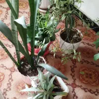 گلهای زیبا