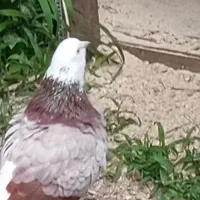 کبوتر جفتگاه