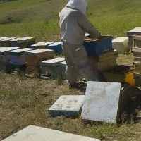 زنبور عسل