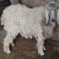 بره ماده لطکی مری اصل