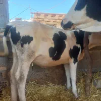 فروش گاو وگوساله