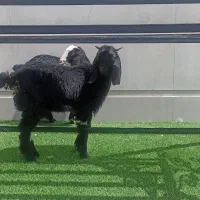 بز نیدی نروماده دوقلو