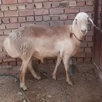گوسفند چینی وهمو زرند