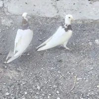 کفتر طوقی کله سرخ