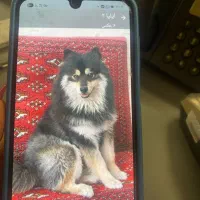 سگ پیدا شده
