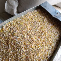 مختص کفتر یا کبوتر