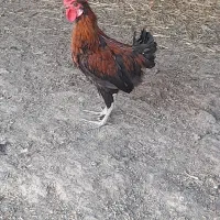 فروش ۵ عدد خروس