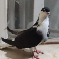 شهری سیاه ماده