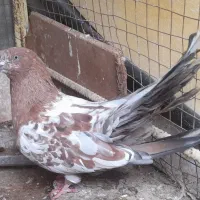 سلام کفتر خوبی نیاز به تعریف  کشیده و جسه بزگه