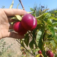 میوه