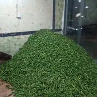 خریدار خیار زیرودرشت به صورت نقدی