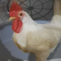 خروس واردک