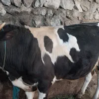 یک راس گوساله نر سیمینتال