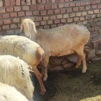 بره ماده چینی