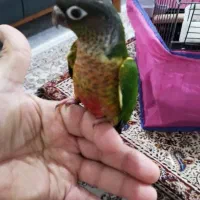 طوطی گرینچیک فول دستی