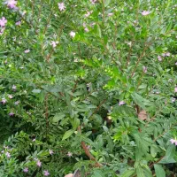شمشاد فرانسوی و طلایی