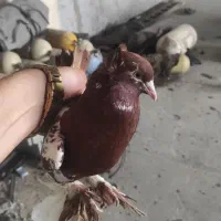 کبوتر چیتی