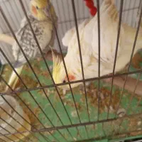 عروس هلندی ماده فیروزه ای و سفید و کله زرد