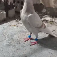 سلام بچ یاهوزرد پلاکی