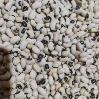 لوبیا چشم بلبلی