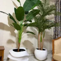 نخل نیکولای