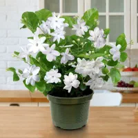کریر و تاپ بچه