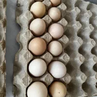 تخم مرغ نطفه دار برهما اصل رومانی