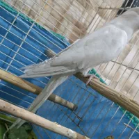 عروس هلندی ماده