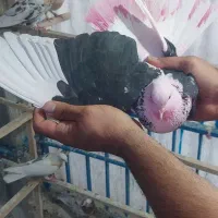 کفتر و کبوتر