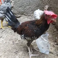 سه عدد جوجه بزرگ زیر مرغی وعالی داخل شهر