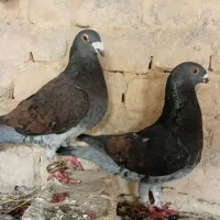 دو جفت کفتر