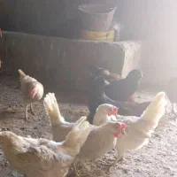 مرغ سفید تخم گذار