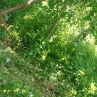 چمن زن.علف زن.لیزن.‌تمشک صاف کردن